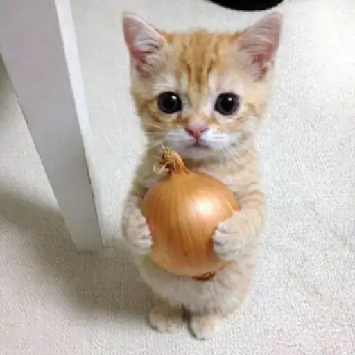 onioncat