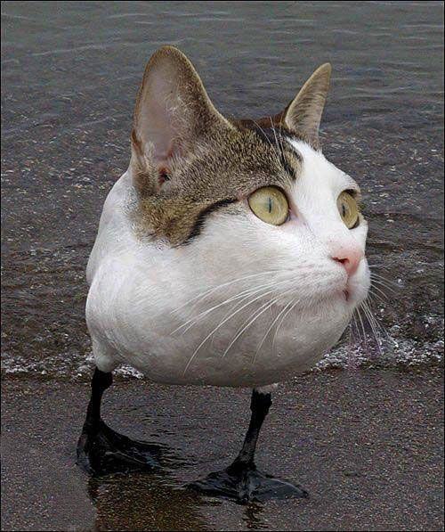 CATOR