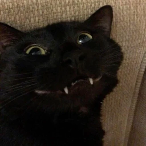 BLACKCAT