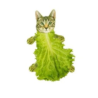 CATTUCE