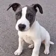 Trooper