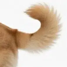 TAIL