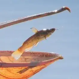 fish