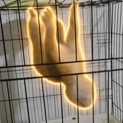 holdcat