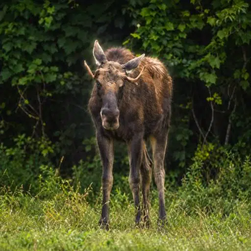 Moose