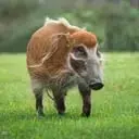 BACON