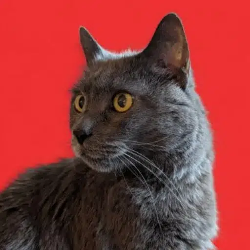 PAUL
