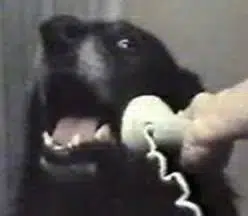 CALLDOG