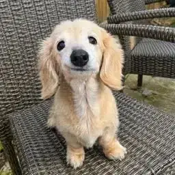 bella