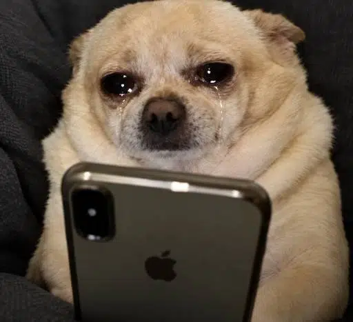 SOBDOG
