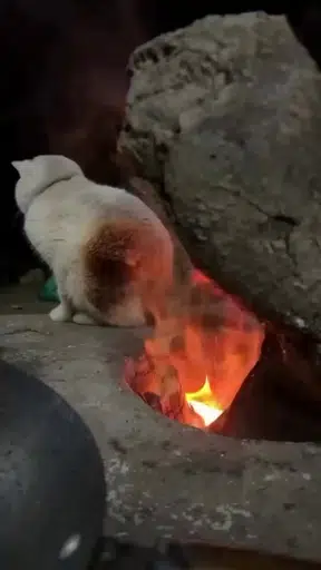 cooked
