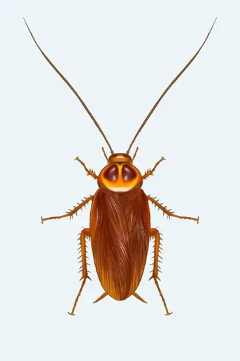 Cockroach