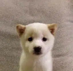 tod