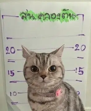 Nubtang