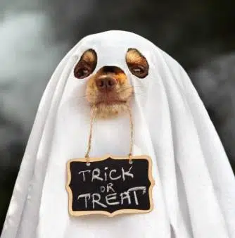 hallowinu