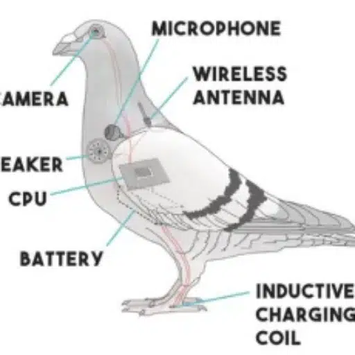 PIGEON