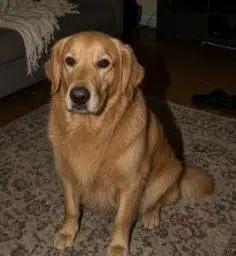 COSMO