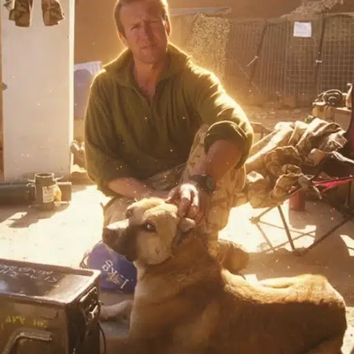 Nowzad