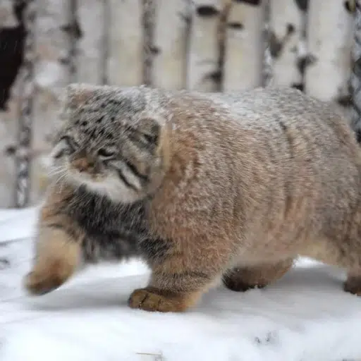 Chonk