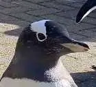 kevin