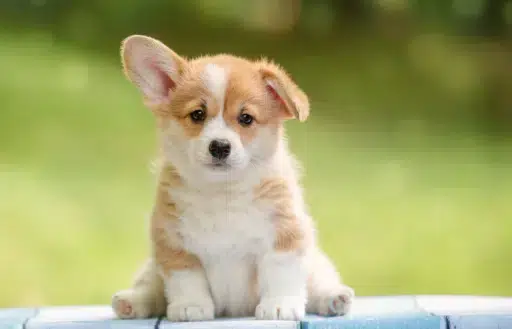 rDog