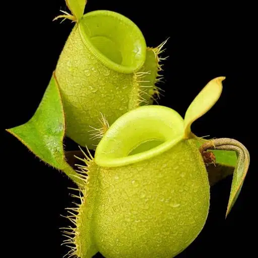 Nepenthes