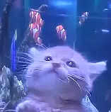 CATFISH