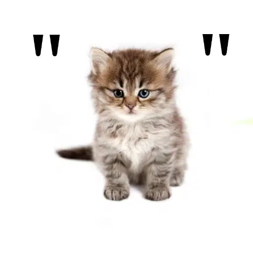 "cat"