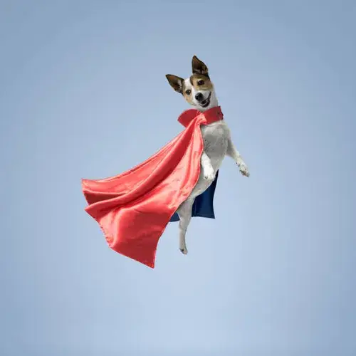 SuperDog