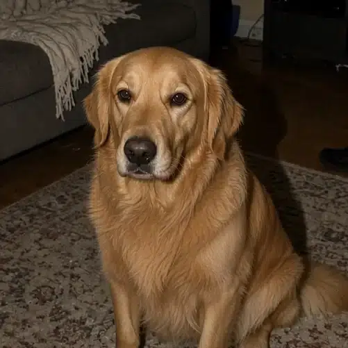 GrokDog