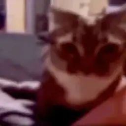Acat