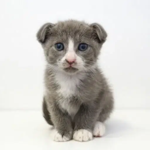 Bilbo