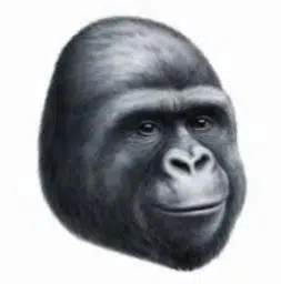JIMMY