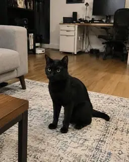 Ollie