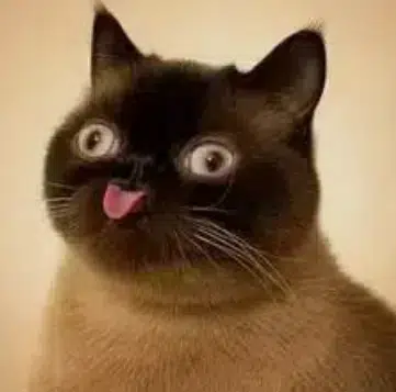 neko