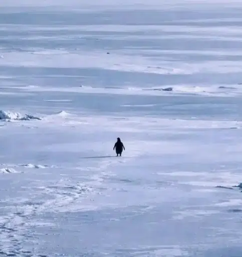 PENGUIN