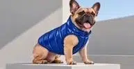 INUVEST
