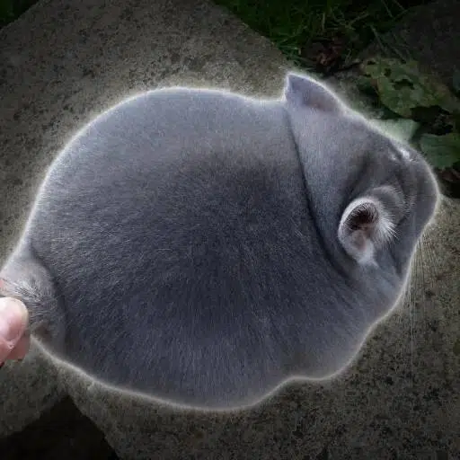 Chinchilla