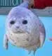 MochiMochi