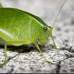 BUGE