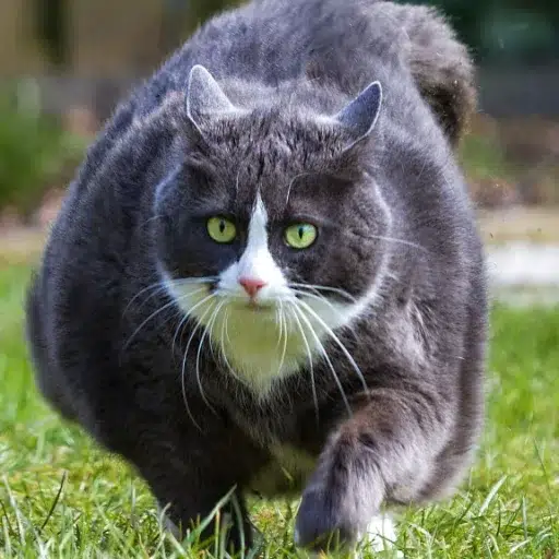 CHONKER