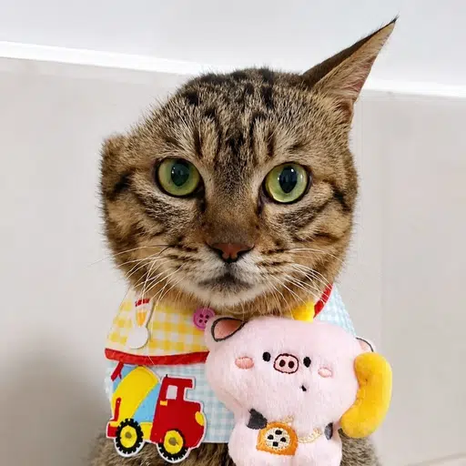 bitcat