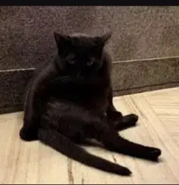 ACAT