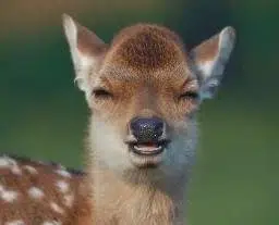 der