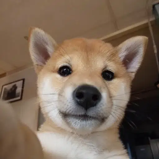SI