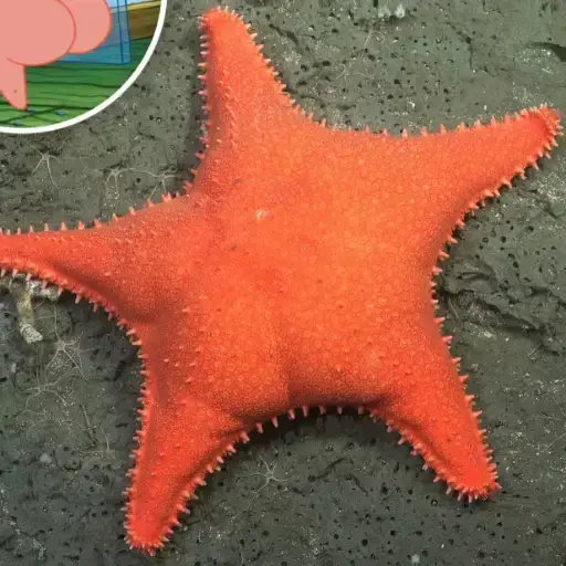 PATRICK