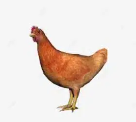 CHICKEN