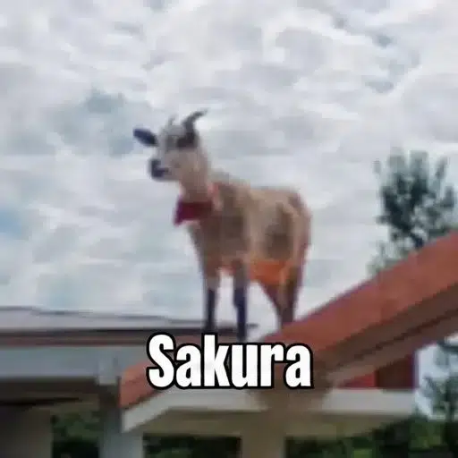Sakura