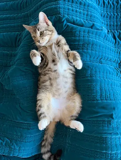 KATO
