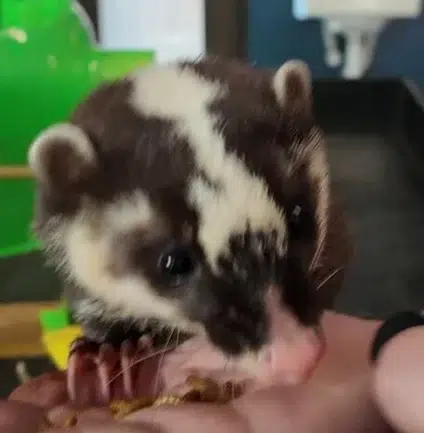 HUCKLEBERRY
